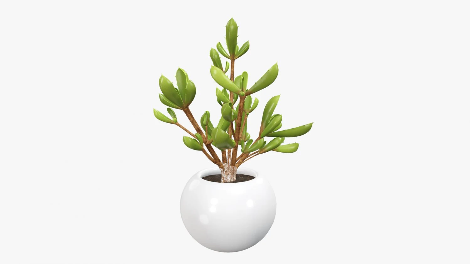 Decorative potted plant 08 3D Model .c4d .max .obj .3ds .fbx .stl .blend 