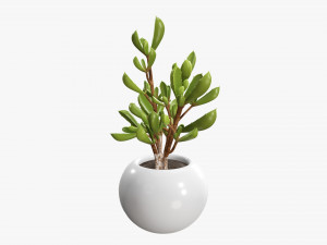 Decorative potted plant 08 Modelo 3D