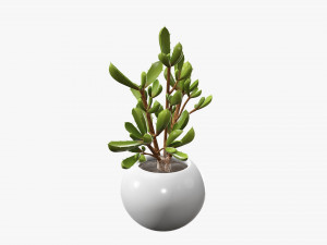 Decorative potted plant 08 Modelo 3D