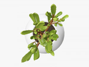 Decorative potted plant 08 3D Model