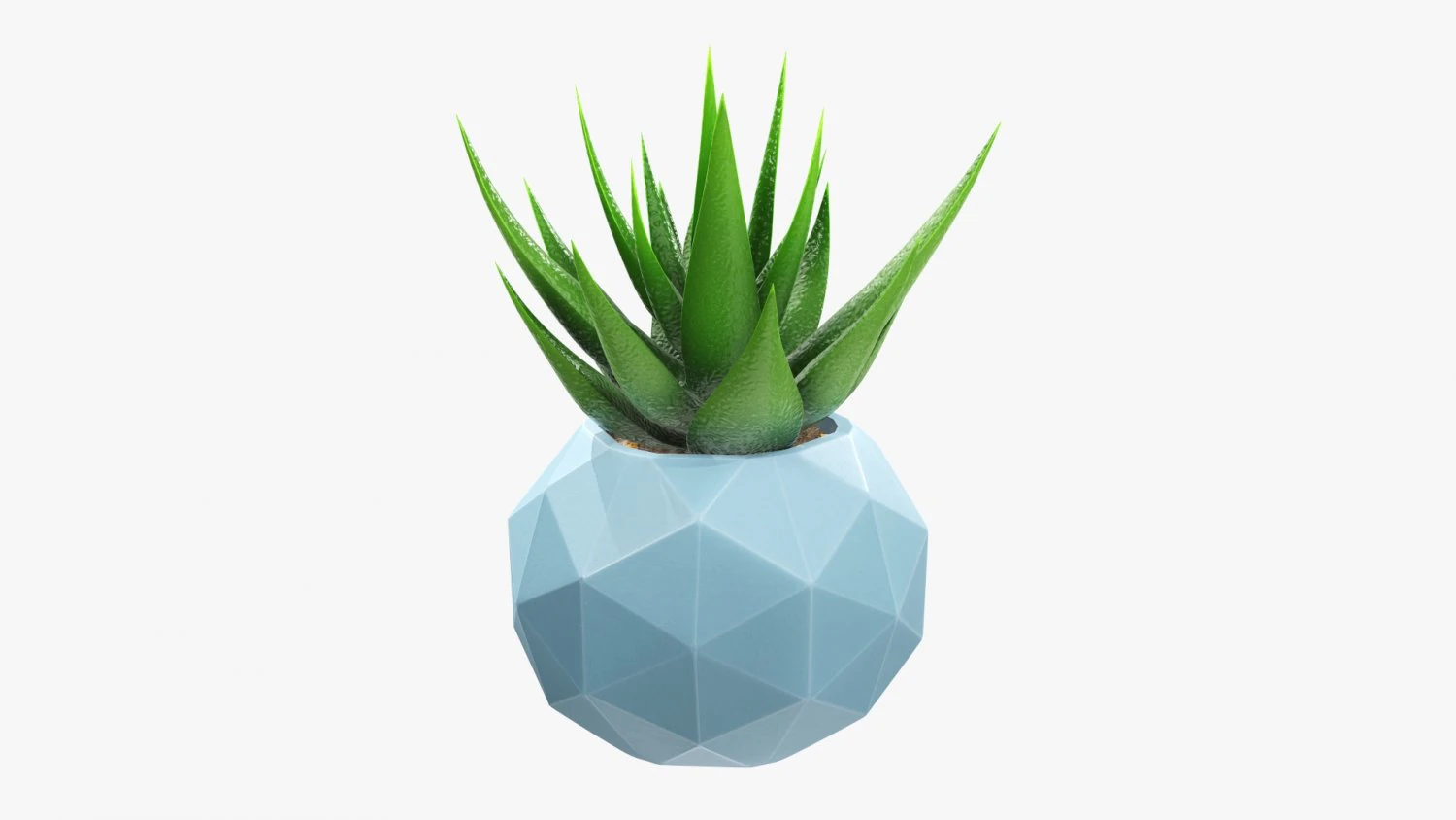 Succulent in planter pot plant 01 3D Model .c4d .max .obj .3ds .fbx .stl .blend