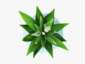 Succulent in planter pot plant 01 3D Модель