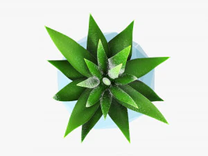Succulent in planter pot plant 01 3D Model