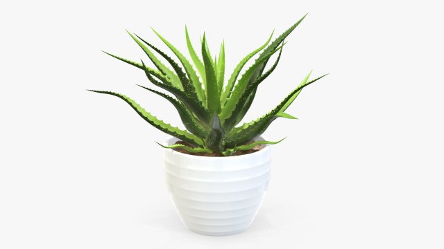 Succulent in planter pot plant 02 3Dモデル .c4d .max .obj .3ds .fbx .stl .blend 