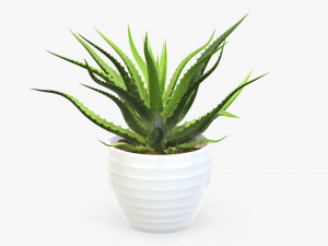 Succulent in planter pot plant 02 3D Model