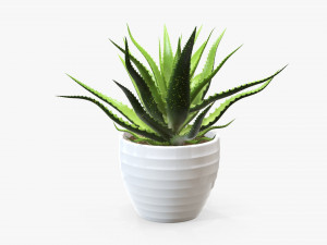 Succulent in planter pot plant 02 3Dモデル