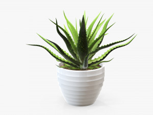 Succulent in planter pot plant 02 3Dモデル