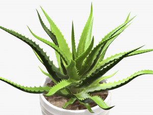 Succulent in planter pot plant 02 3Dモデル