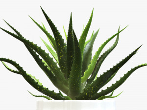 Succulent in planter pot plant 02 3Dモデル