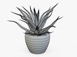 Succulent in planter pot plant 02 3Dモデル