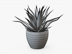 Succulent in planter pot plant 02 3Dモデル