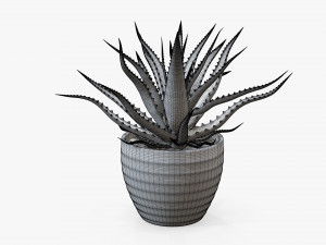 Succulent in planter pot plant 02 3Dモデル