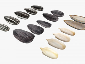 Sunflower seeds 01 3D 模型