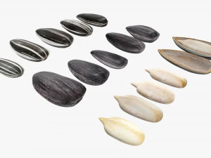 Sunflower seeds 01 3D Model