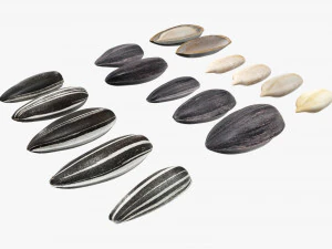 Sunflower seeds 01 3D Model