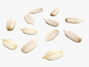 Semillas de girasol 02 Modelo 3D