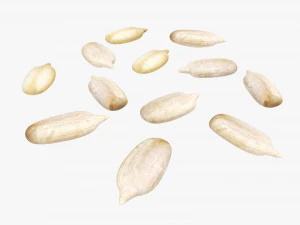 Semillas de girasol 02 Modelo 3D