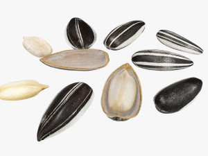 Sunflower seeds 03 Modelo 3D