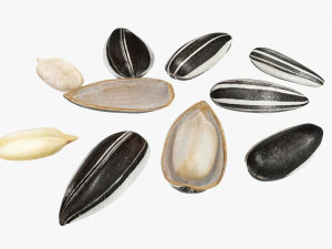 Semillas de girasol 03 Modelo 3D