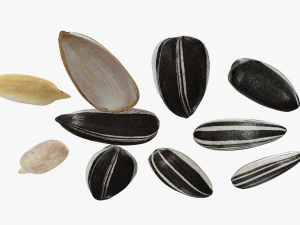 Semillas de girasol 03 Modelo 3D