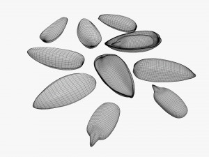 Sunflower seeds 03 Modelo 3D