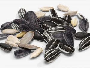 Semillas de girasol 07 Modelo 3D