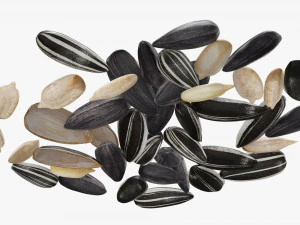 Semillas de girasol 07 Modelo 3D