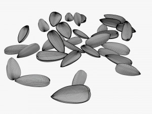 Sunflower seeds 08 Modelo 3D