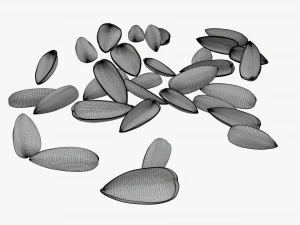 Sunflower seeds 08 3D Model