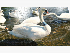 Jigsaw Puzzle 280 pieces 3D Model