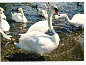 Jigsaw Puzzle 280 pieces 3D Model