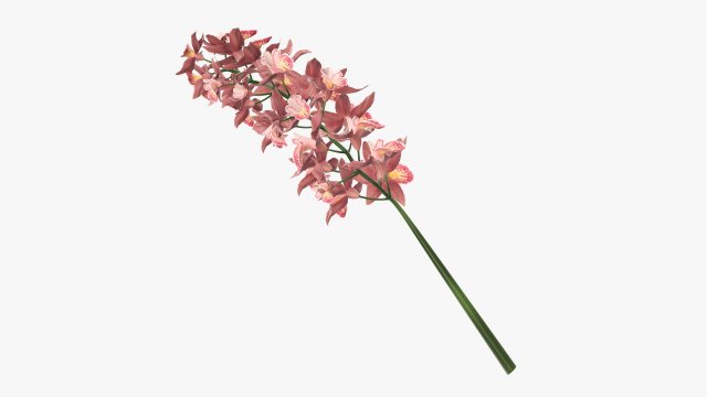 Orchid branch with flowers 3D 모델 .c4d .max .obj .3ds .fbx .stl .blend 
