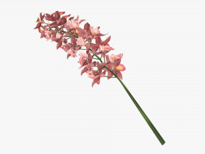 Orchid branch with flowers 3D Model