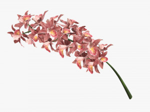 Orchid branch with flowers 3D 모델