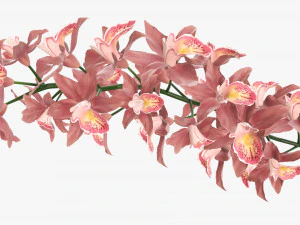 Orchid branch with flowers 3D Model