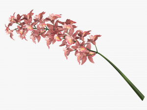 Orchid branch with flowers 3D 모델