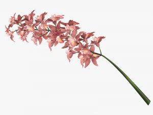 Orchid branch with flowers 3D Model