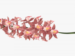 Orchid branch with flowers 3D 모델