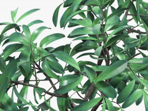 盆栽装饰树 3D 模型