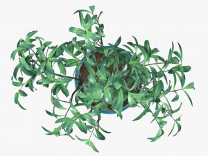 Potted decorative tree 3D Модель
