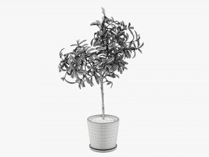 Potted decorative tree 3D Модель