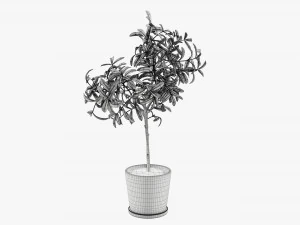 盆栽装饰树 3D 模型