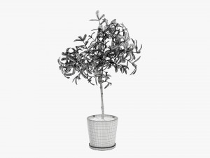 Potted decorative tree 3D Модель