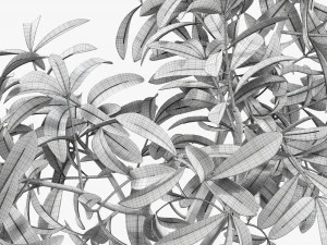 盆栽装饰树 3D 模型