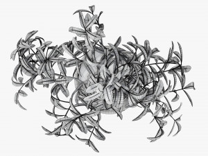 Potted decorative tree 3D Модель