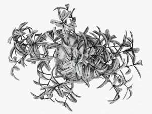 盆栽装饰树 3D 模型