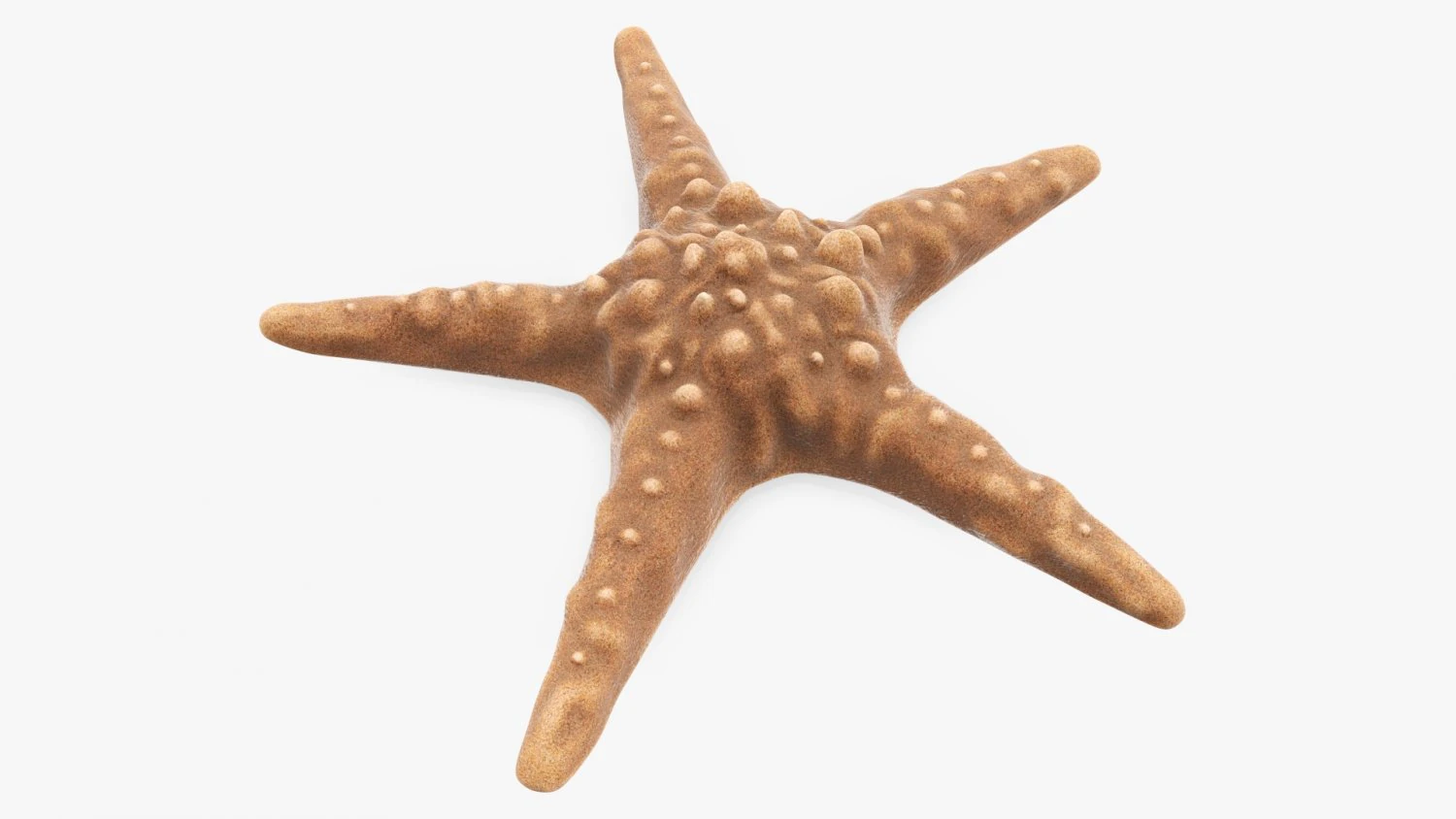 Sea star on ground 3D Model .c4d .max .obj .3ds .fbx .stl .blend