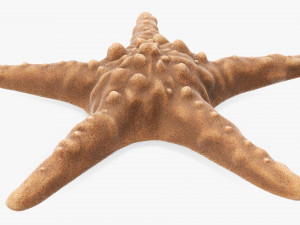 Sea star on ground 3D Модель