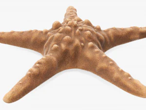 Sea star on ground 3D Model
