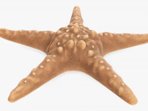 Sea star on ground 3D Model
